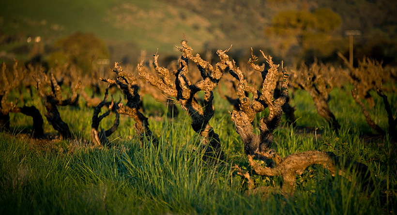 Turkey Flat Vineyard